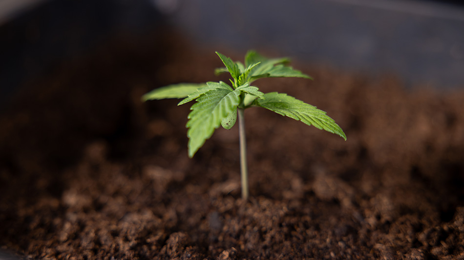Bild zum Artikel Cannabissamen von Zamnesia